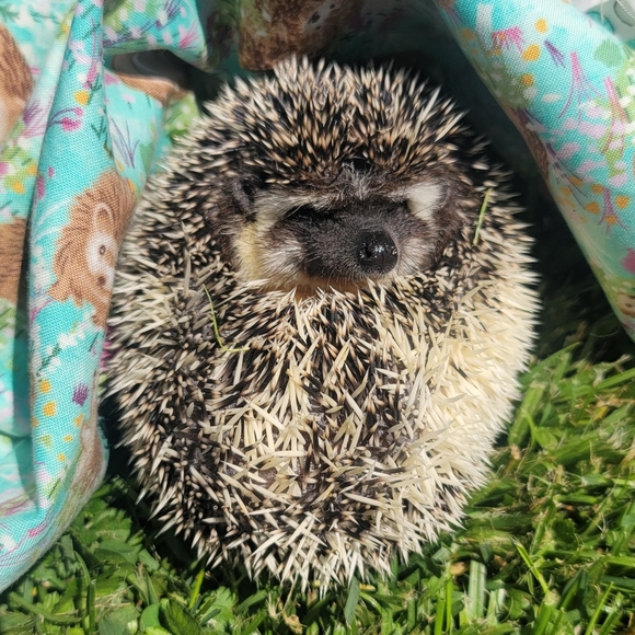 Meet your Posher, Gina - Picture 6 of 7